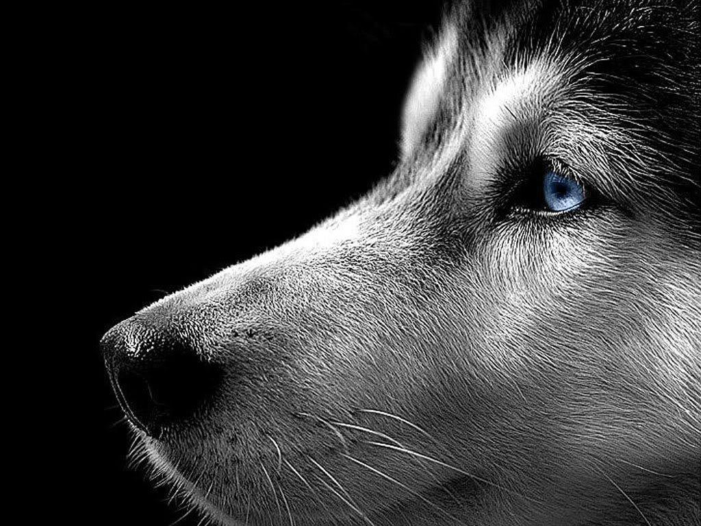 Siberian Husky Wallpaper 8 Background HD. wallpaperhd77
