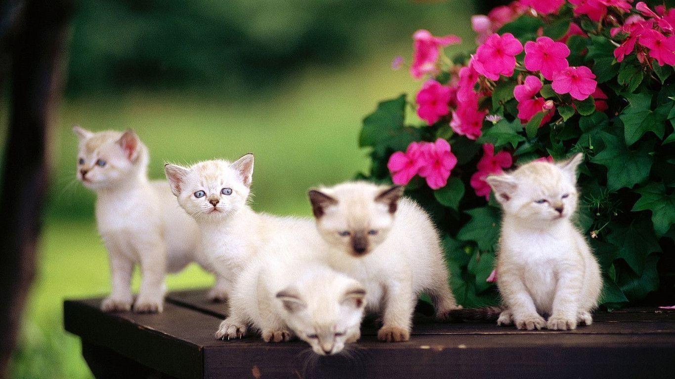 Cute Cat Wallpaper: Cute White Cats Wallpaper. .Ssofc