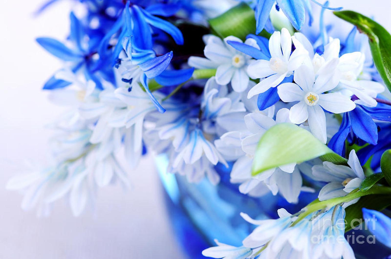 Beautiful Blue Flower Wallpaper Background of Flowers « Desktop
