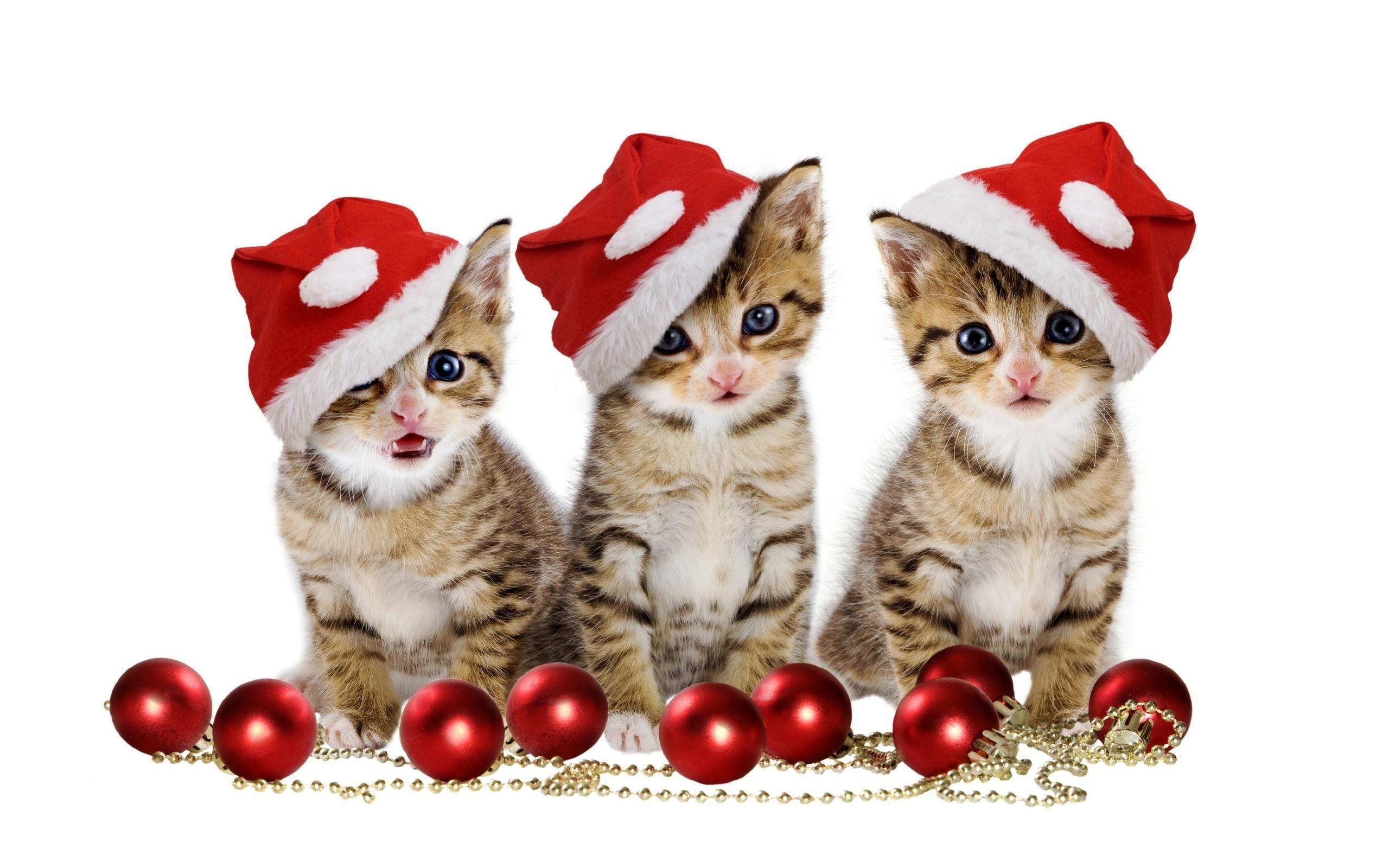 Christmas kittens Wallpaper #