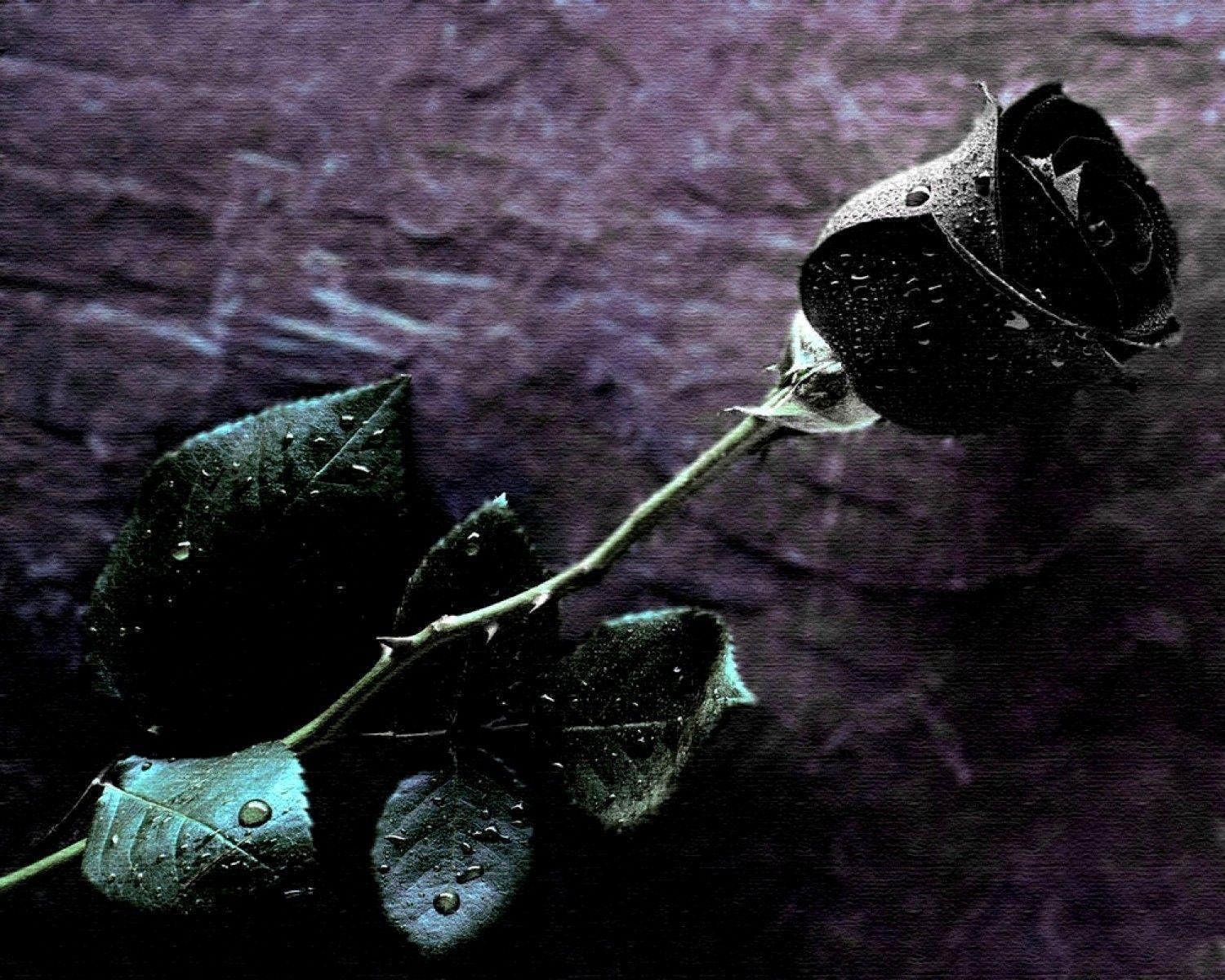 Wallpapers Black Rose - Wallpaper Cave