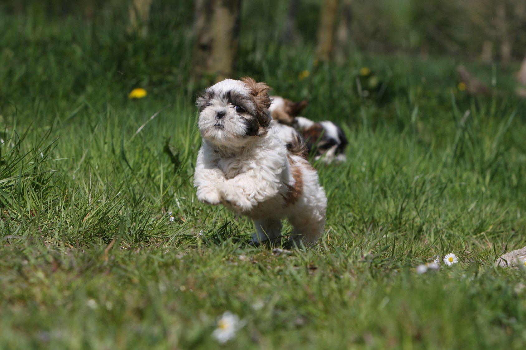 Shih Tzu Wallpapers - Wallpaper Cave