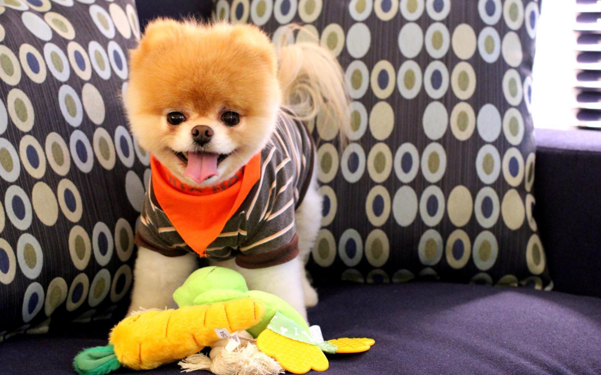 boo the cutest dog wallpaper Search Engine