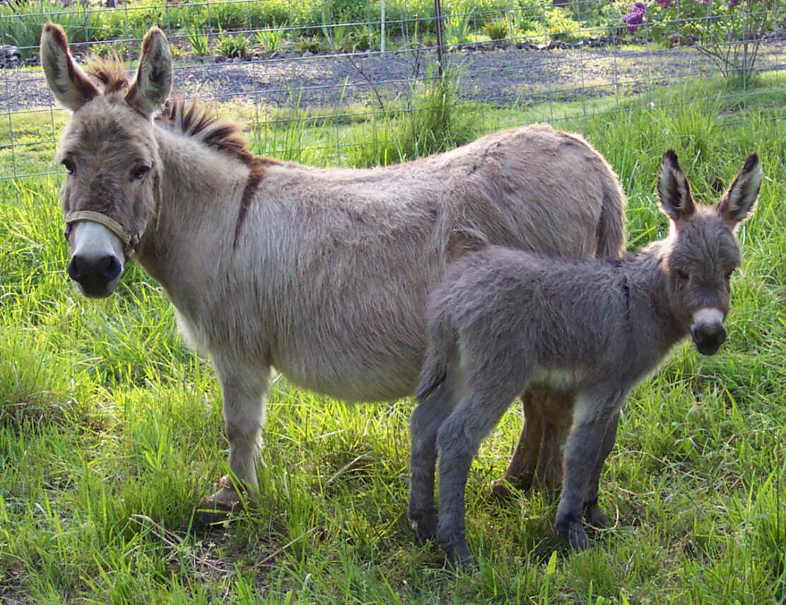 Donkey Foal And Mom Wallpaper