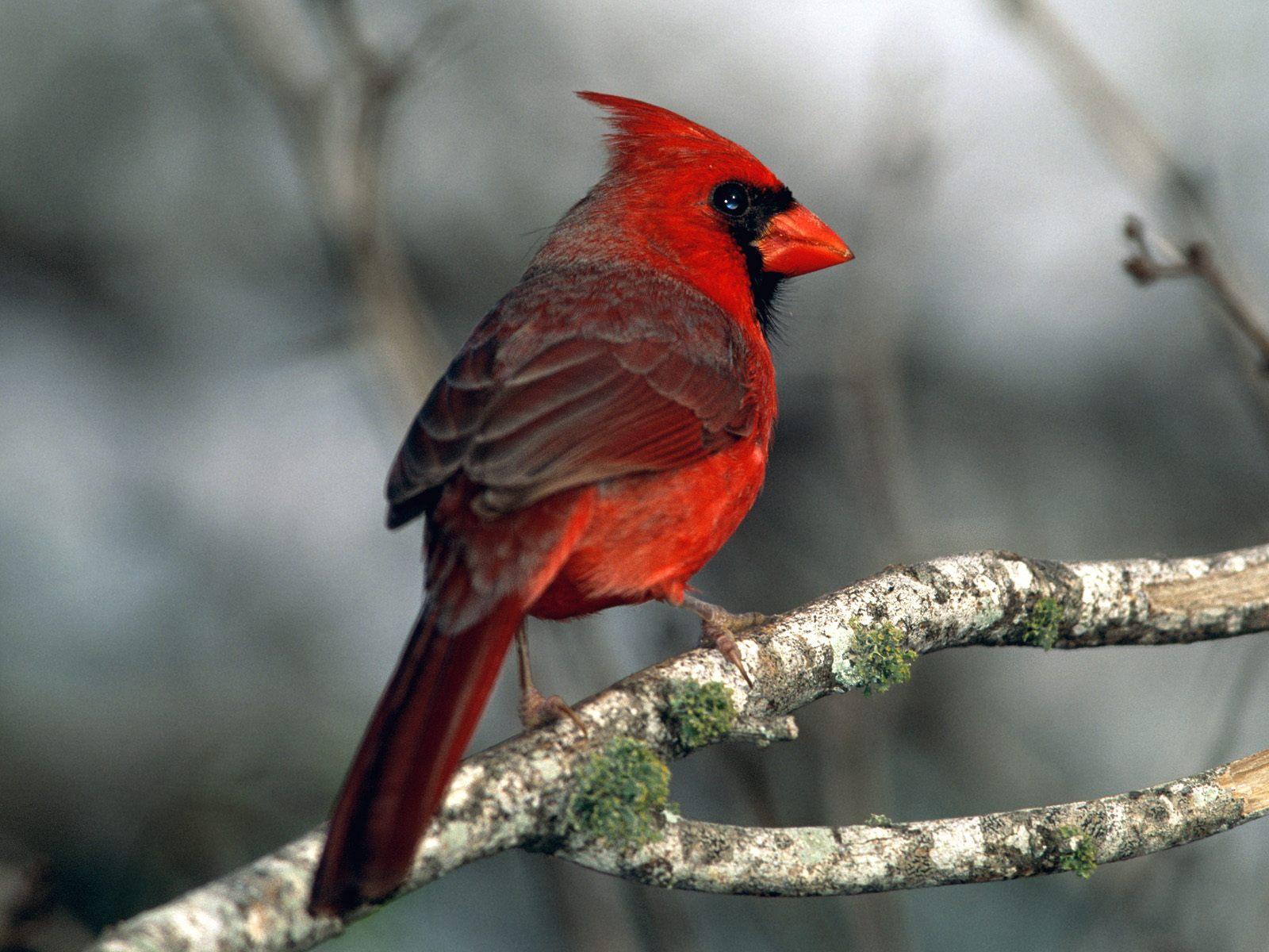 Cardinal red bird free desktop background wallpaper image