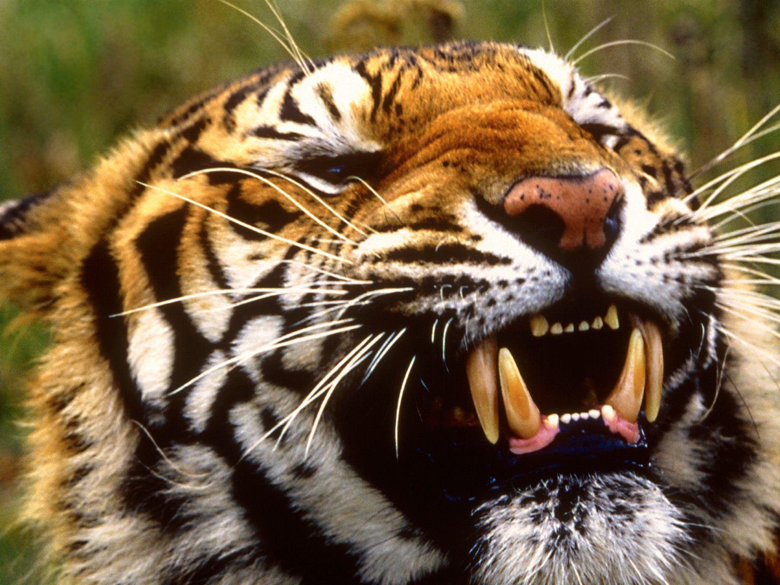 Tiger Face Wallpaper. Animal HD Wallpaper