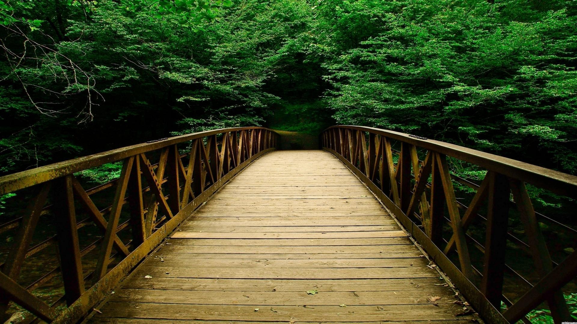 Nature Forest Forests Bridges Bridge Background Free 1440x900px