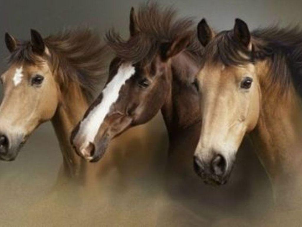 Download Beautiful Wild Horses Wallpaper 1024x768. Full HD Wallpaper