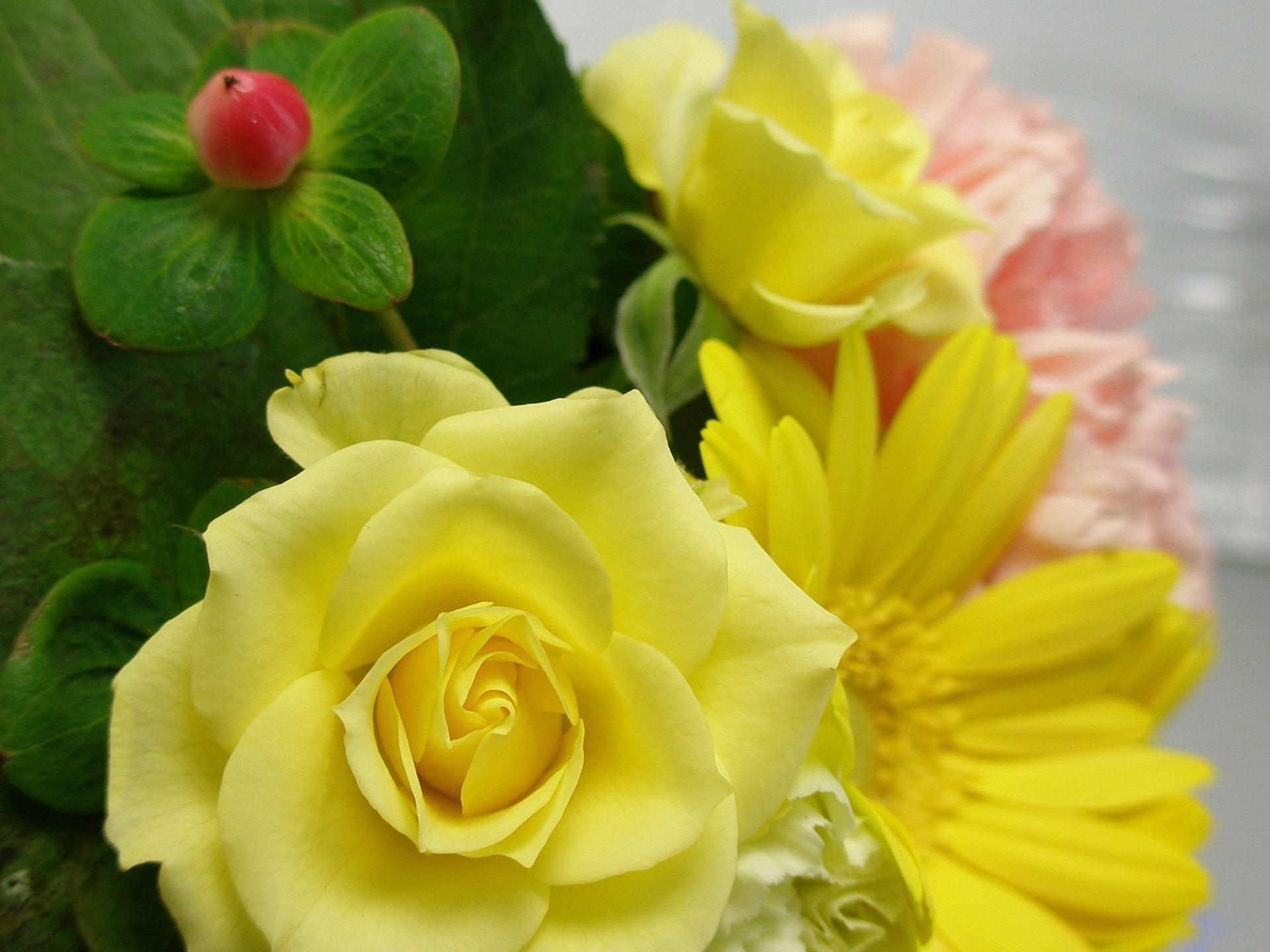 Desktop Background // Animal Life // Flowers // Yellow Roses