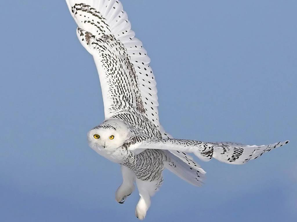 Desktop Wallpaper HD Snowy Owl. Owls, Owl, Snowy Owl, Wallpaper