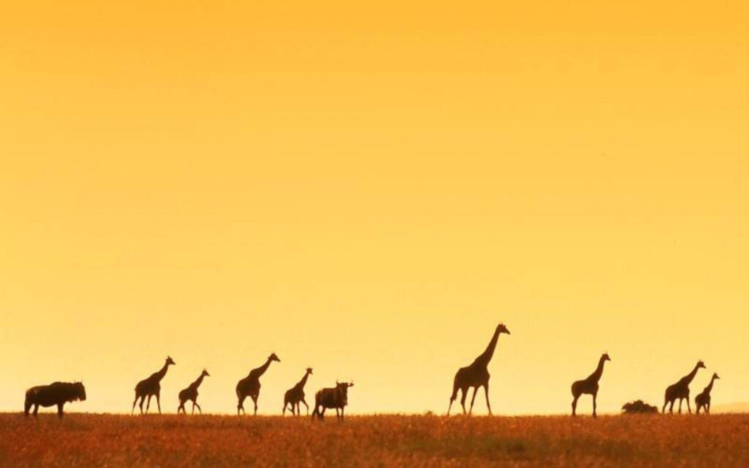 giraffe africa wallpaper