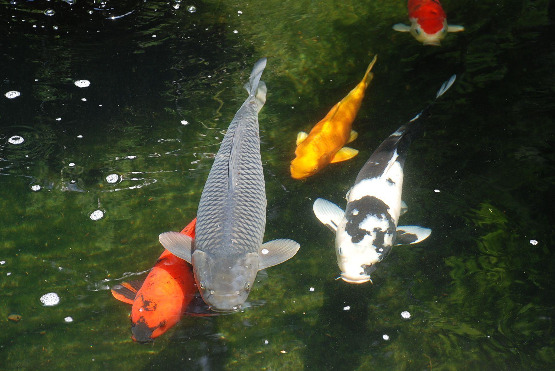 Koi Pond Wallpapers - Wallpaper Cave