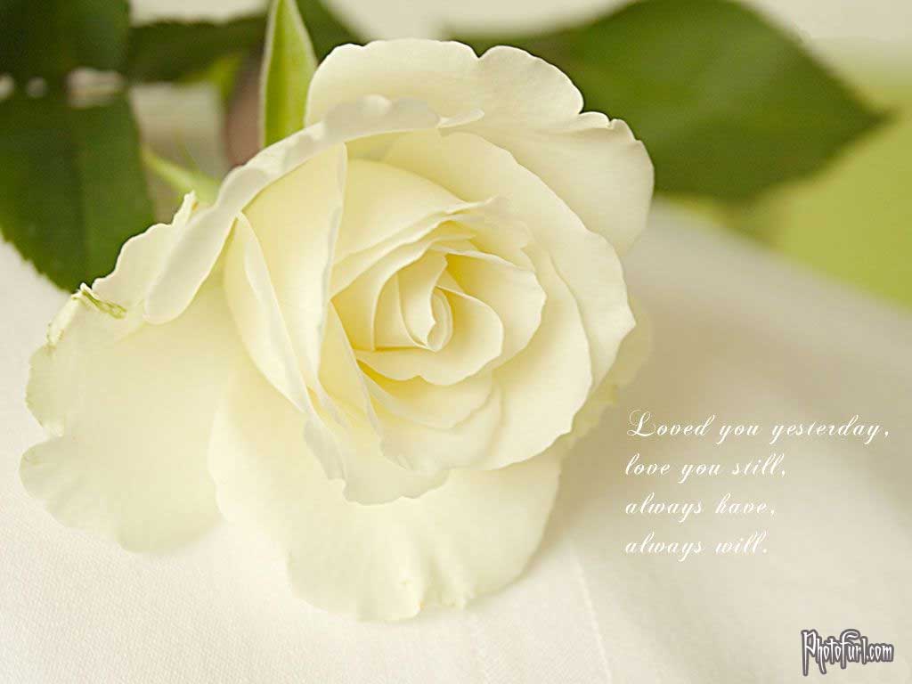 Flowers For > White Rose Flower Wallpaper For Desktop