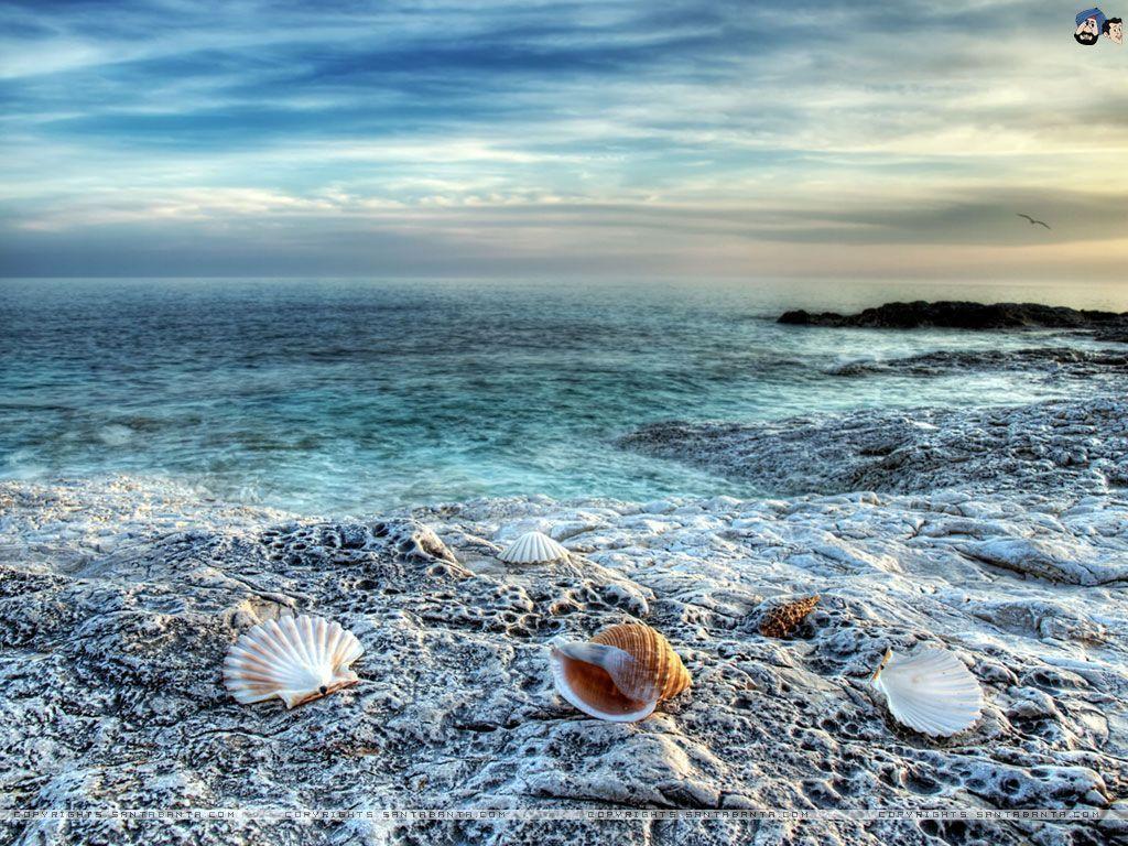Free Download Seashells HD Wallpaper