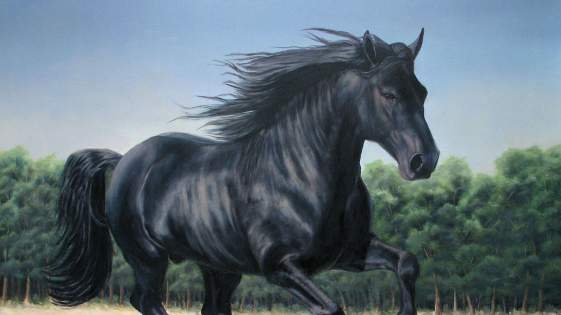 Beautiful Black Horse HD Wallpaper