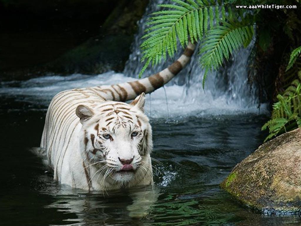 Looking For White Tiger Wallpaper For Desktop: Racing