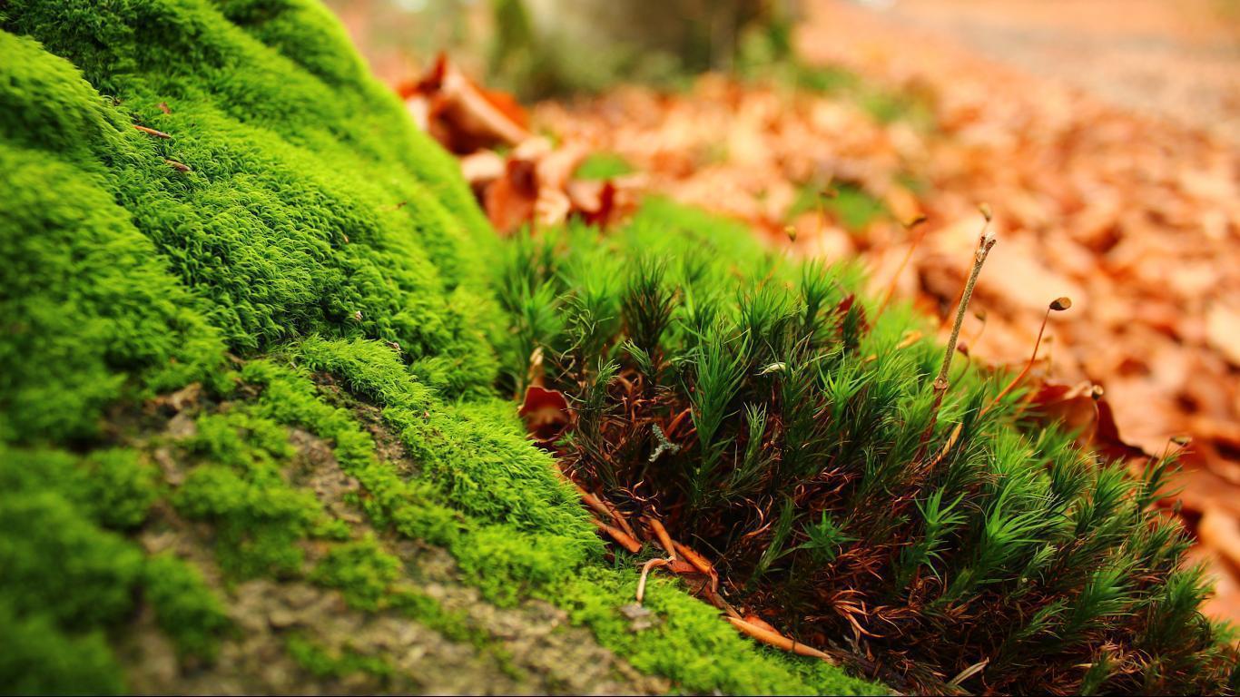 Greenish Landscape HD wallpaper background 1366x768 widescreen HD