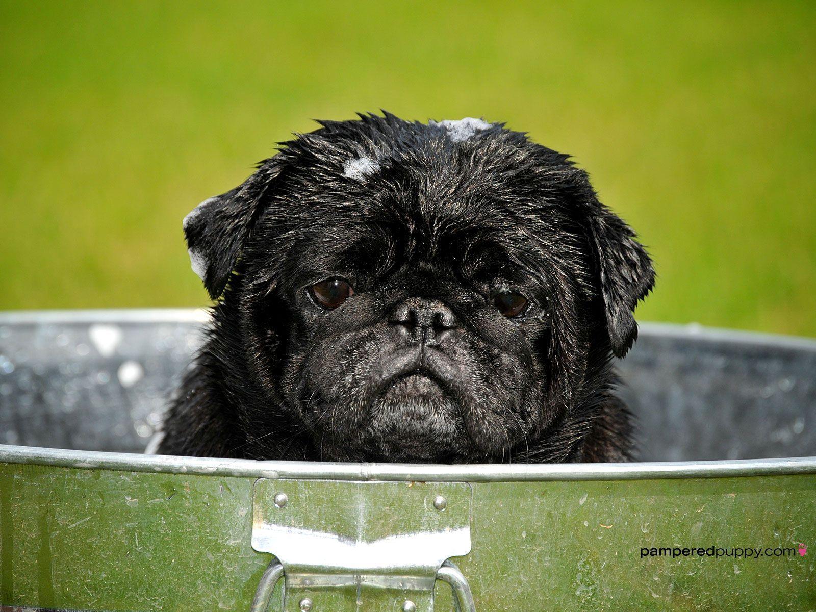 Black pug in washtub