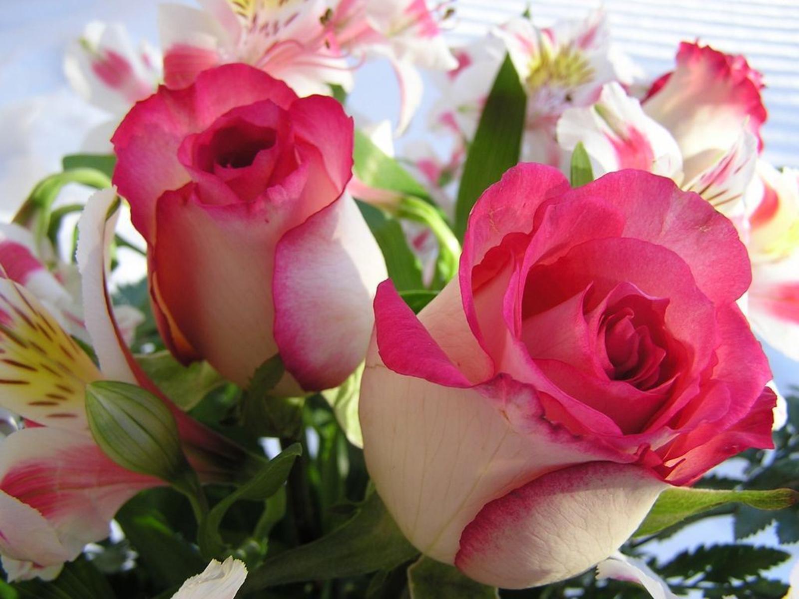 Roses Desktop Wallpaper. Roses Image Free Download