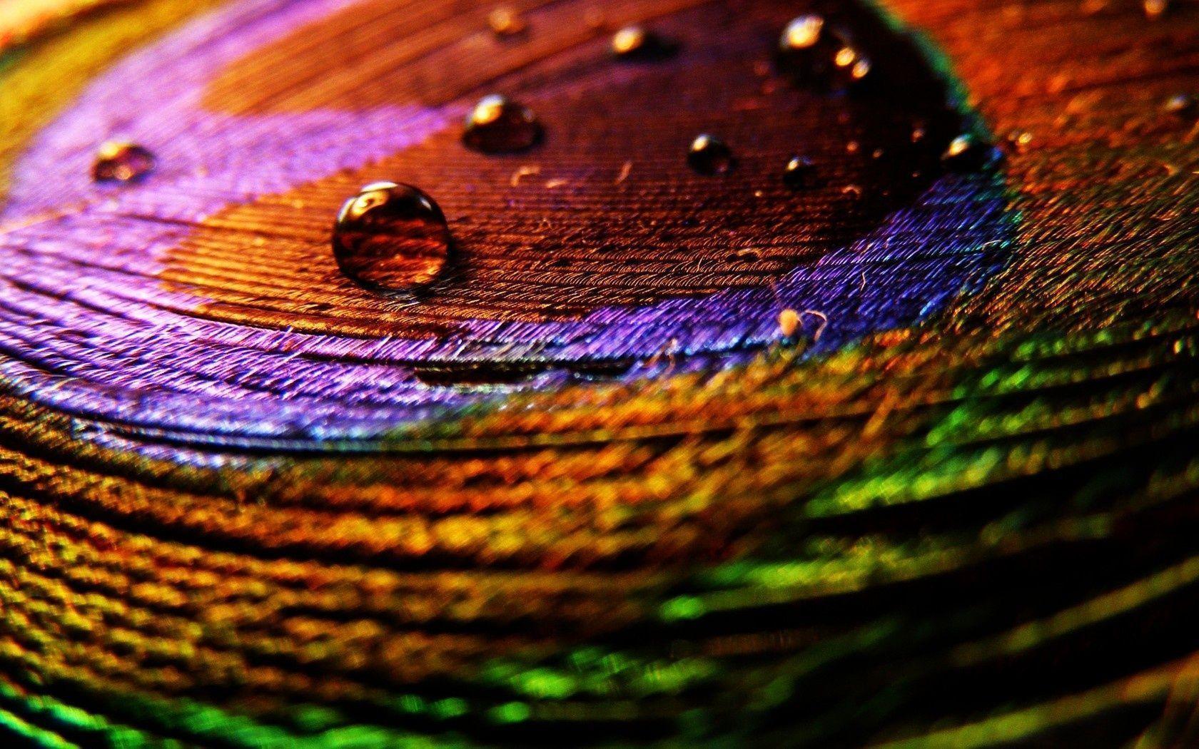Wallpaper For > Purple Peacock Feathers Background