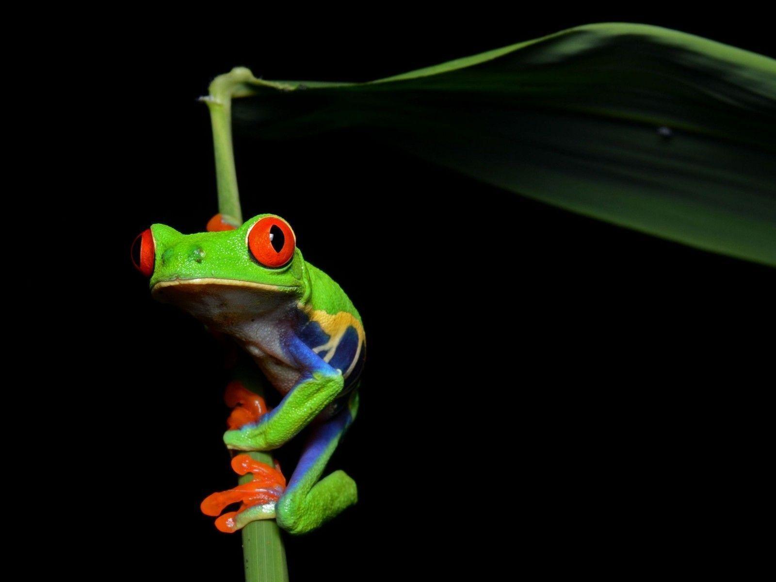 Amphibian, Animals, Red Eyed Tree Frog, Frogs Background