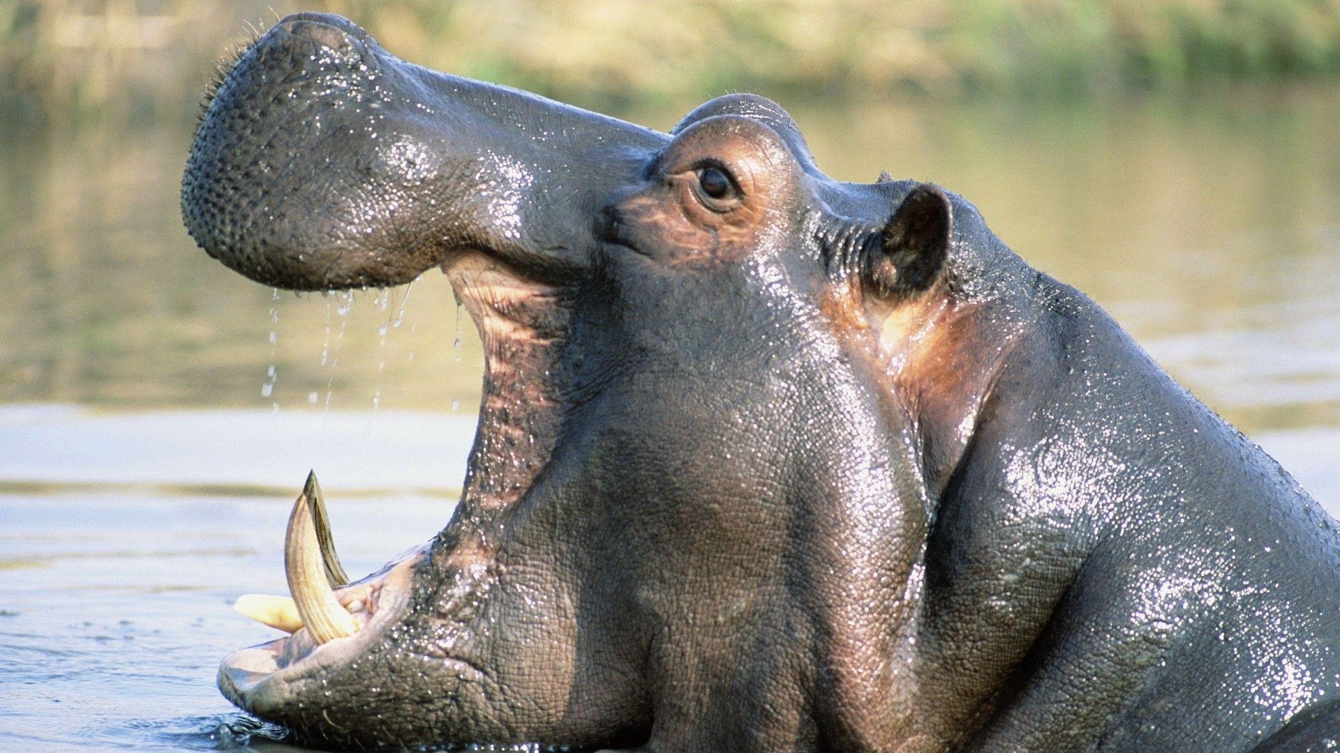 The Image of Nature Animals Hippopotamus Yawn 1920x1080 HD