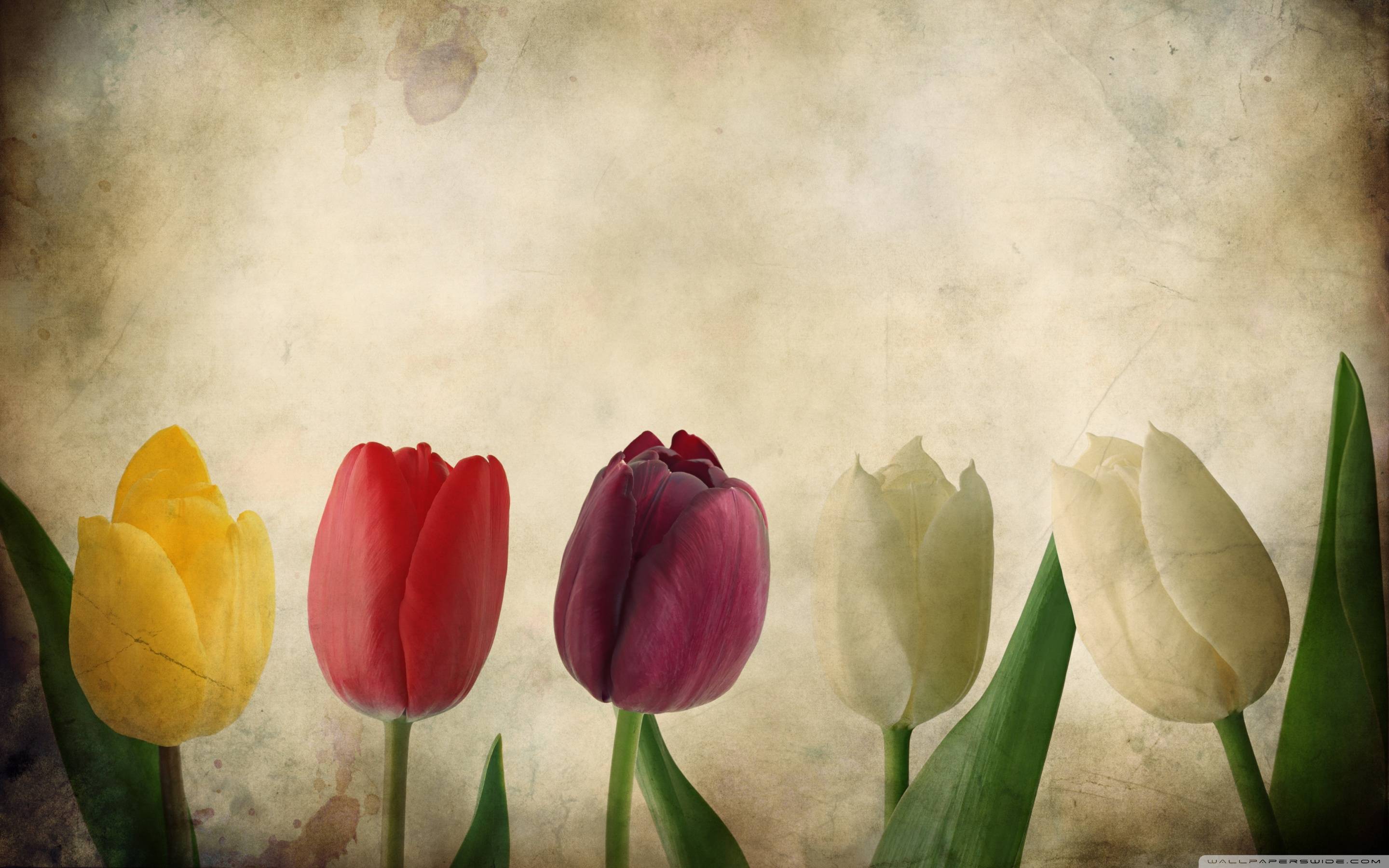 Download Tulips Vintage Nice Wallpaper 2880x1800. Full HD Wallpaper