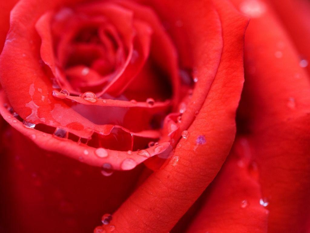 Cool Red Rose Flower Desktop Wallpaper
