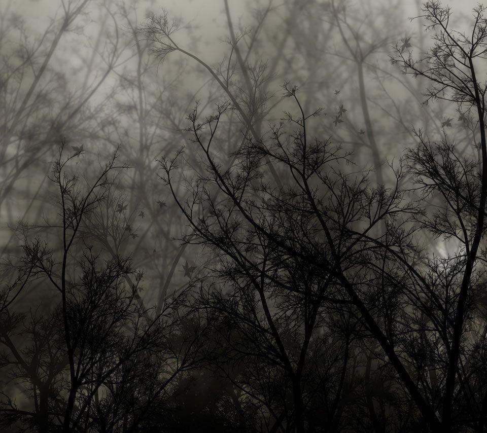 Wallpaper For > Dark Forest Background Image