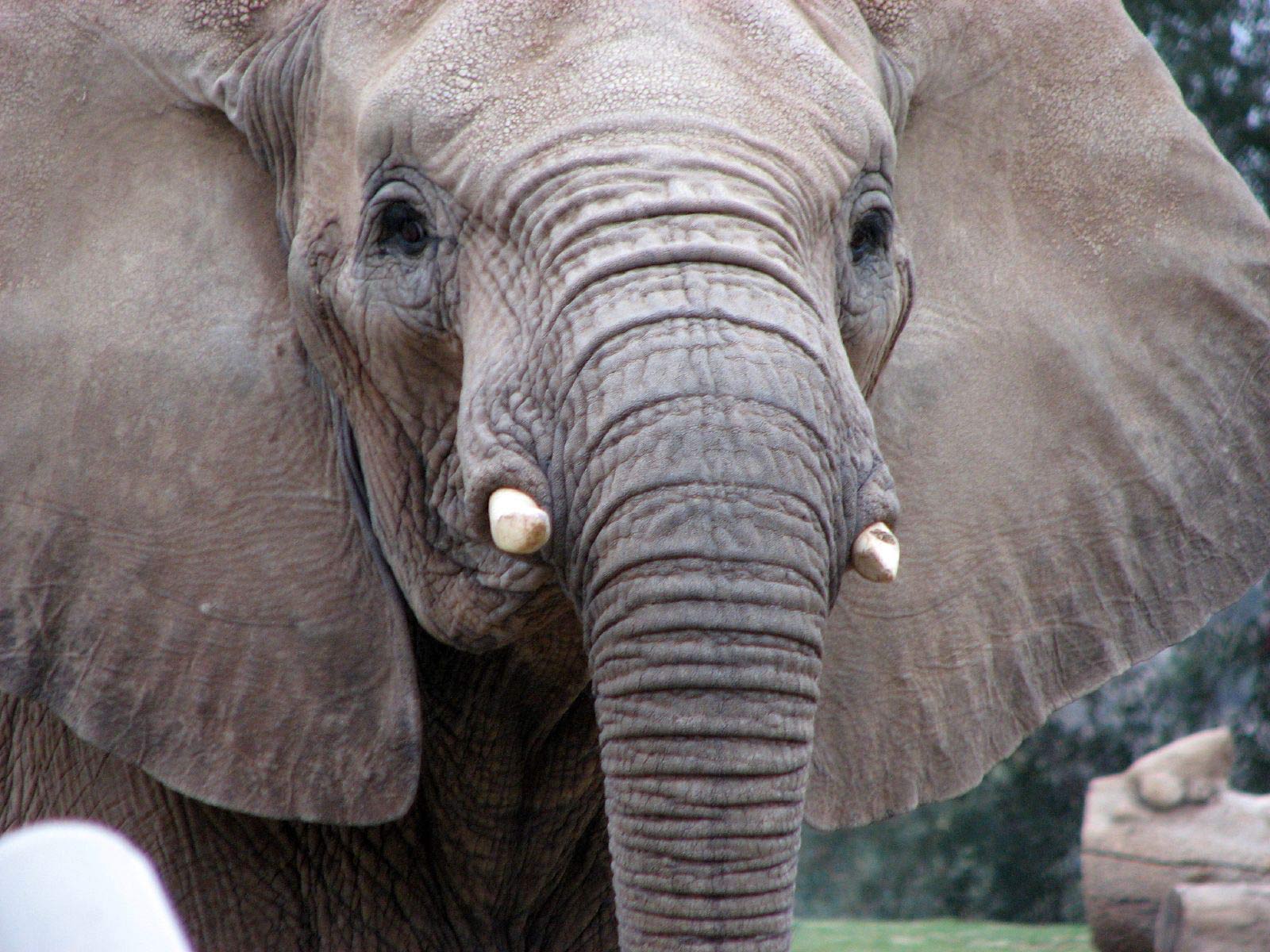 Desktop Wallpaper · Gallery · Animals · African Elephant. Free