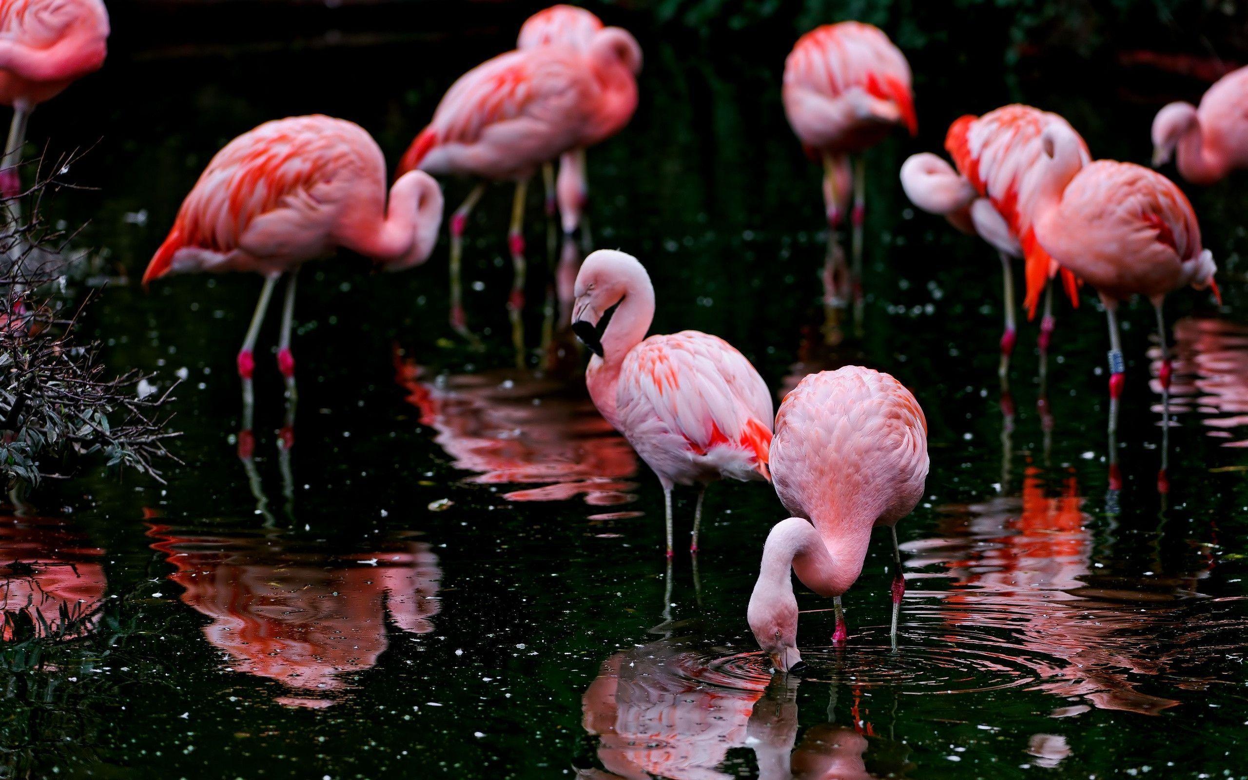 Flamingo HD background wallpaper