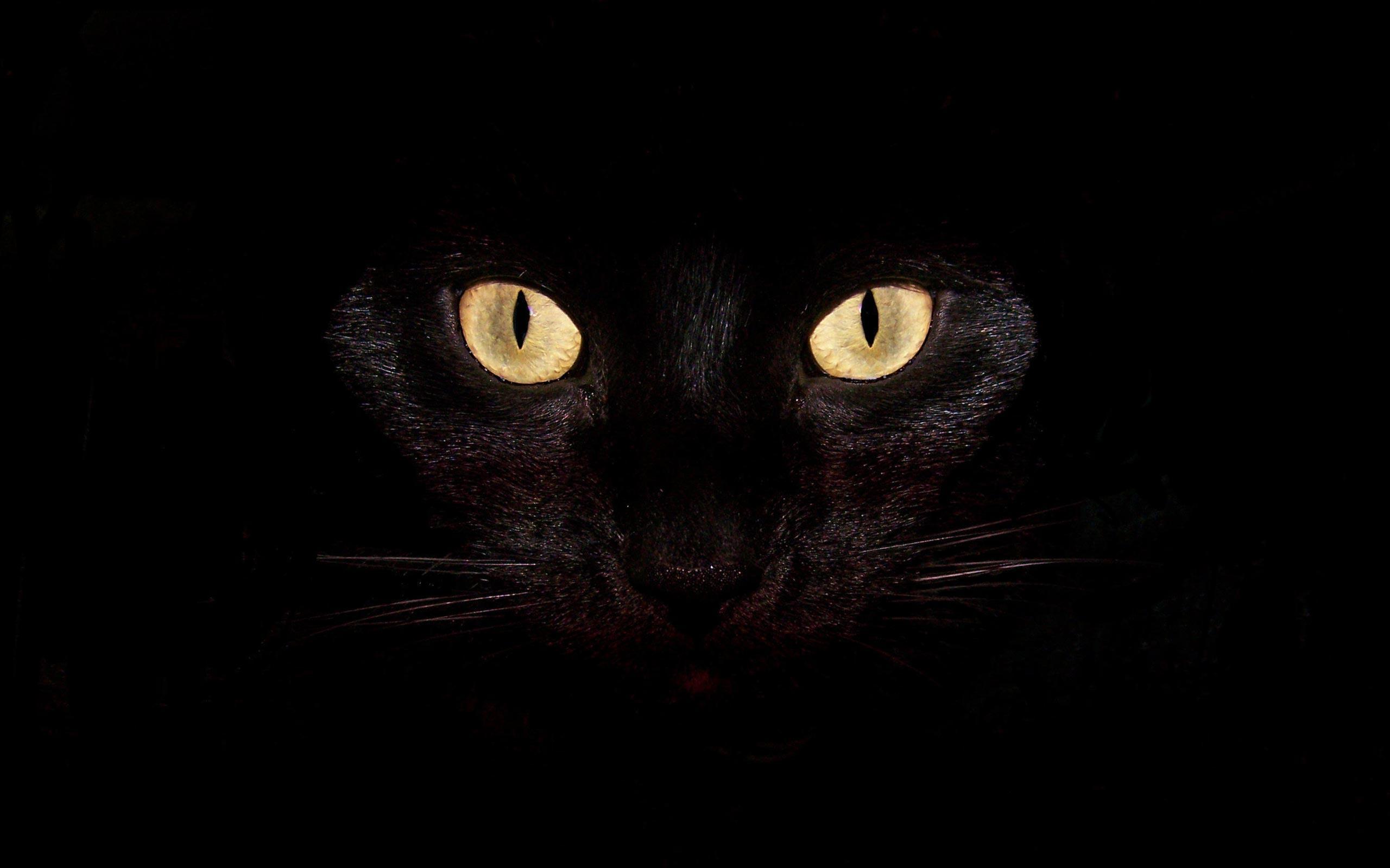 Creepy Black Cat wallpaper