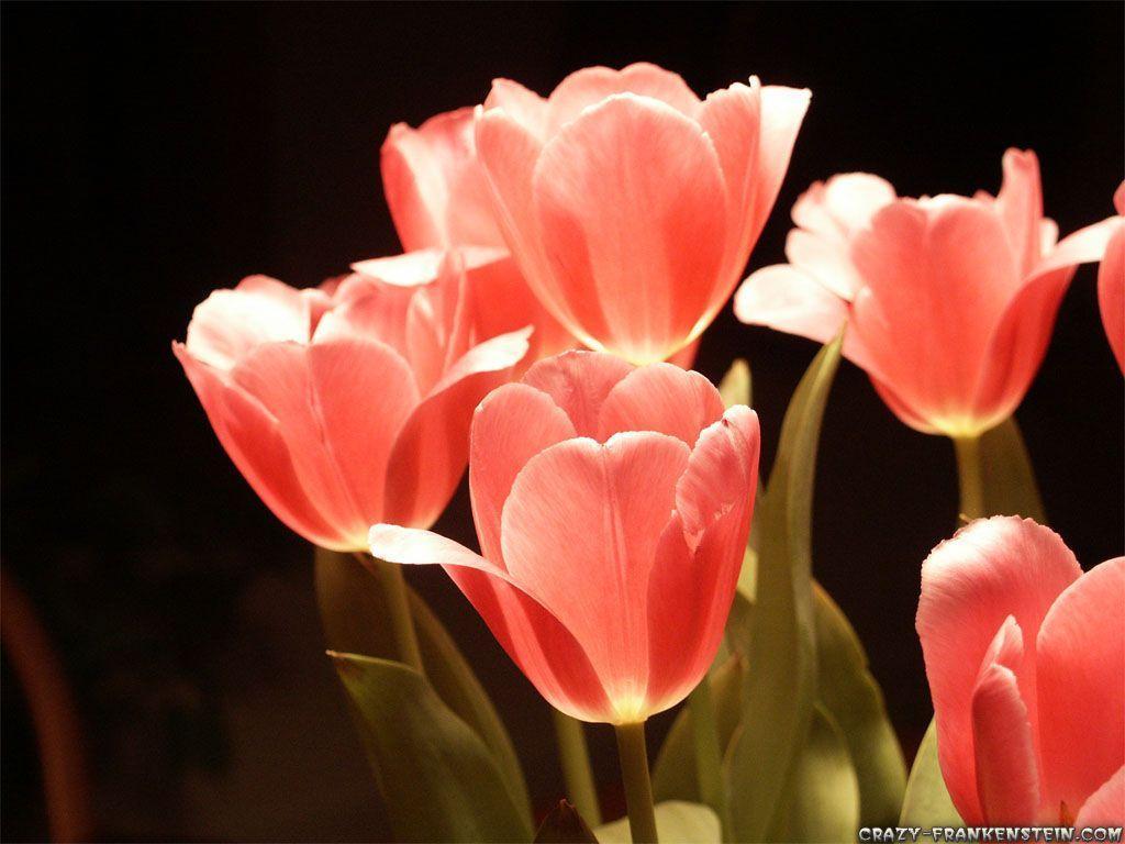 Bright Pink Tulips Desktop Wallpaper