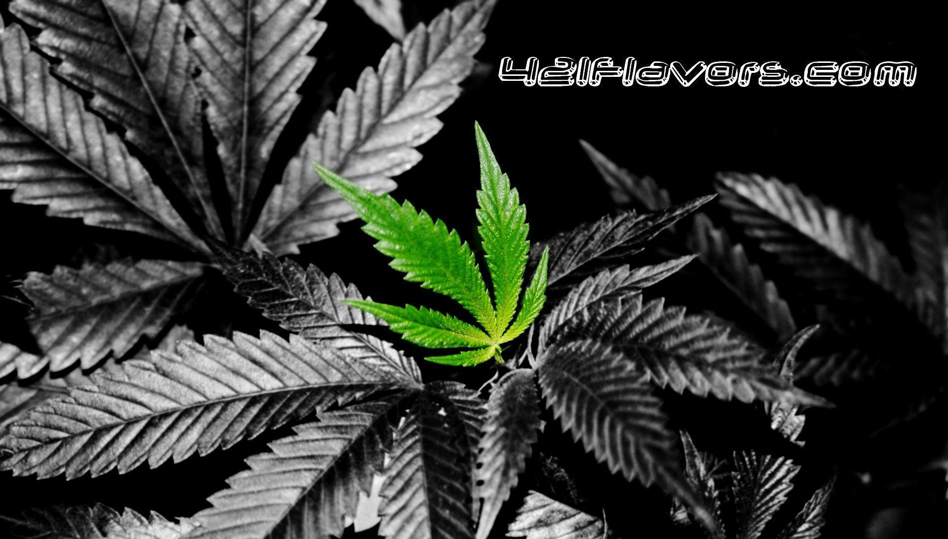 Marijuana Background Wallpaper