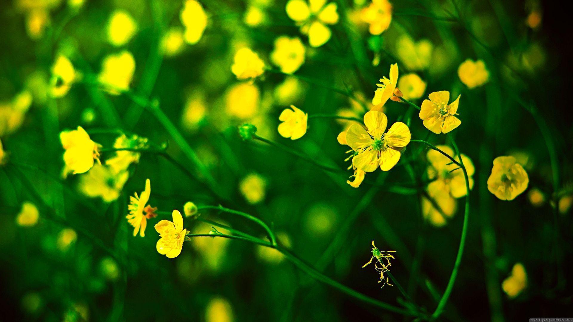 Flowers Yellow Grass Wallpaper. walljpeg