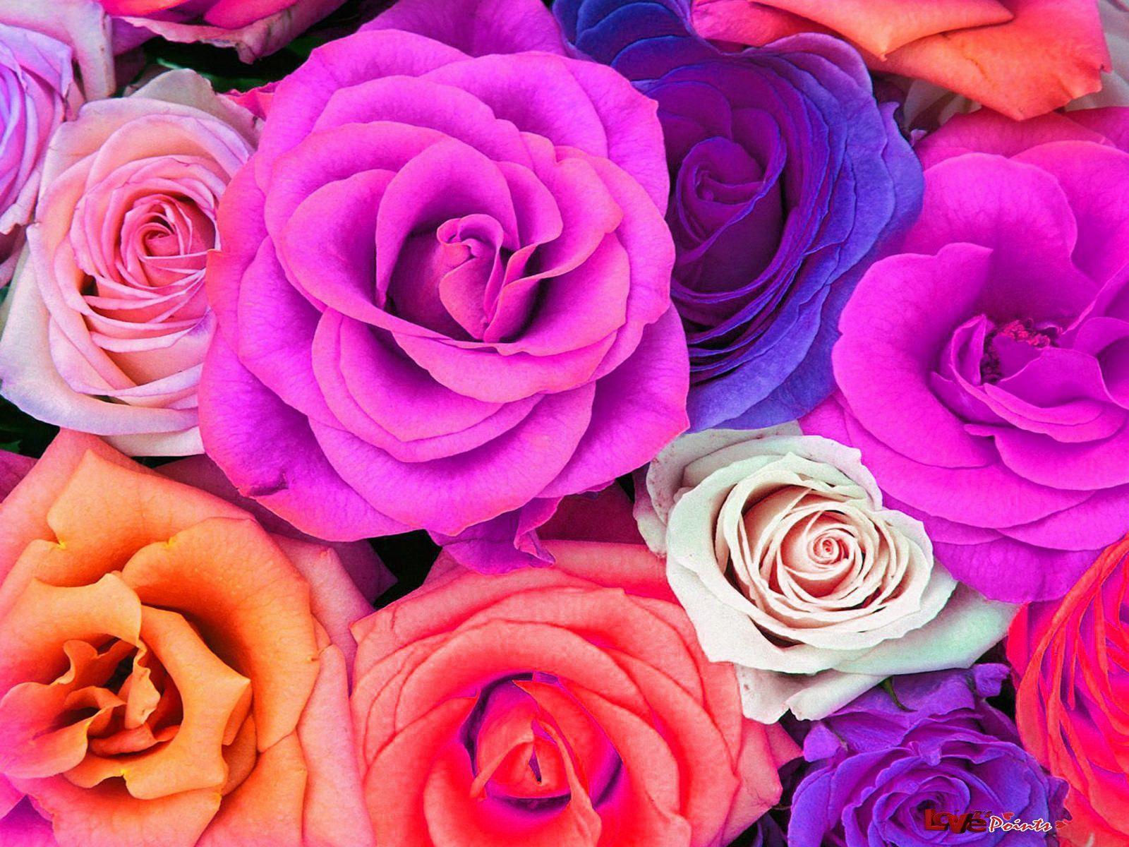 Colorful Flower Wallpaper