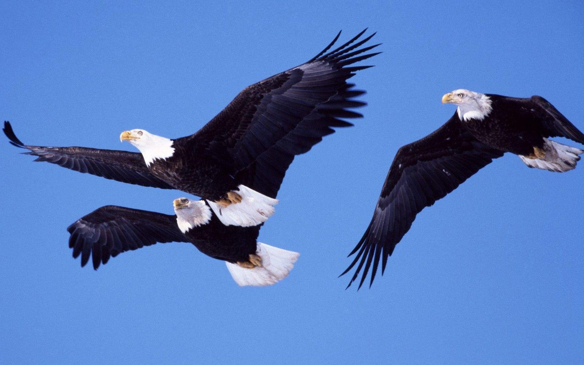 Wallpaper of Eagles from around the worlds like Bald Eagle in HD