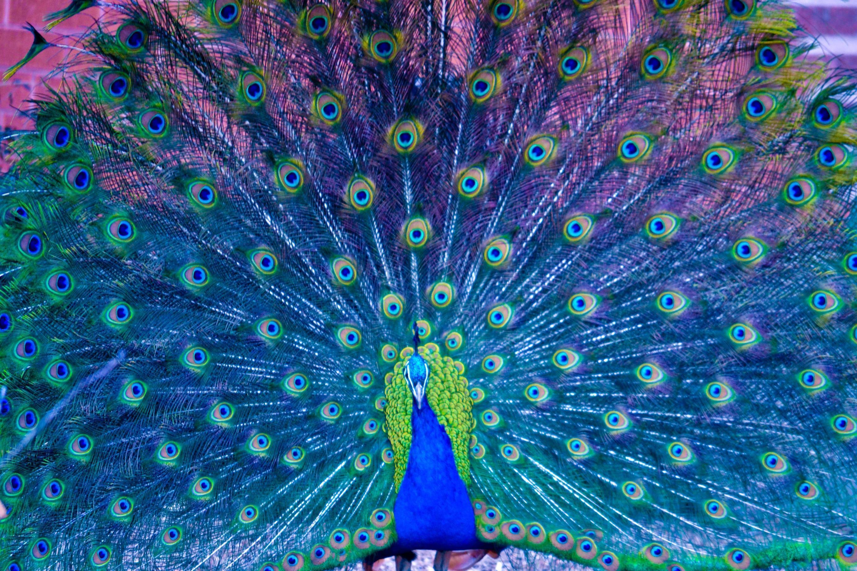 amazing peacock wallpaper original