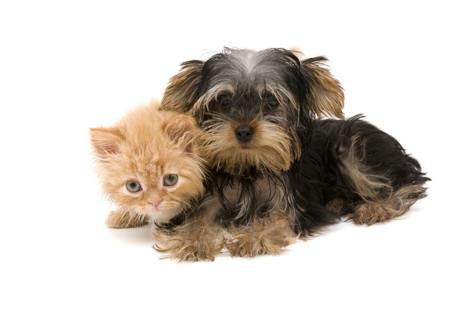 Cute Kittens and Puppies HD Wallpaper For Desktop Background