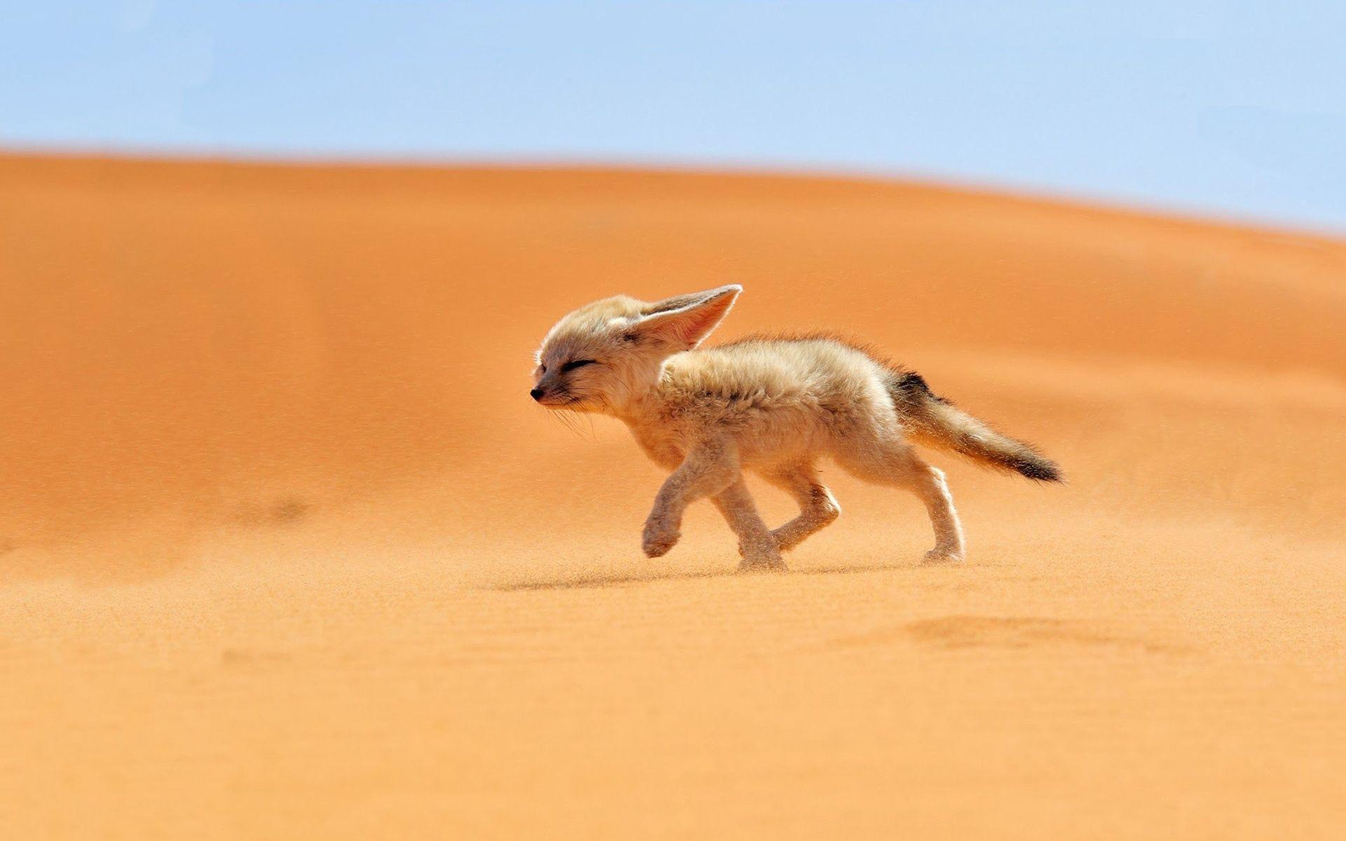 Fox Baby In Desert Animals Wallpaper Wallpaper. Cool