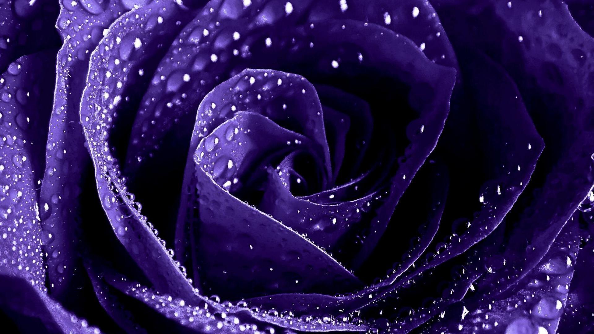 Purple Roses Wallpapers Wallpaper Cave