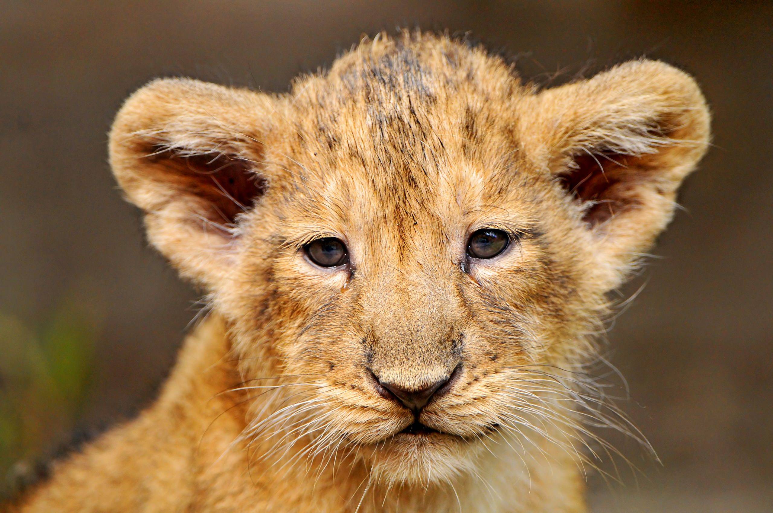 Portrait of a lion cub