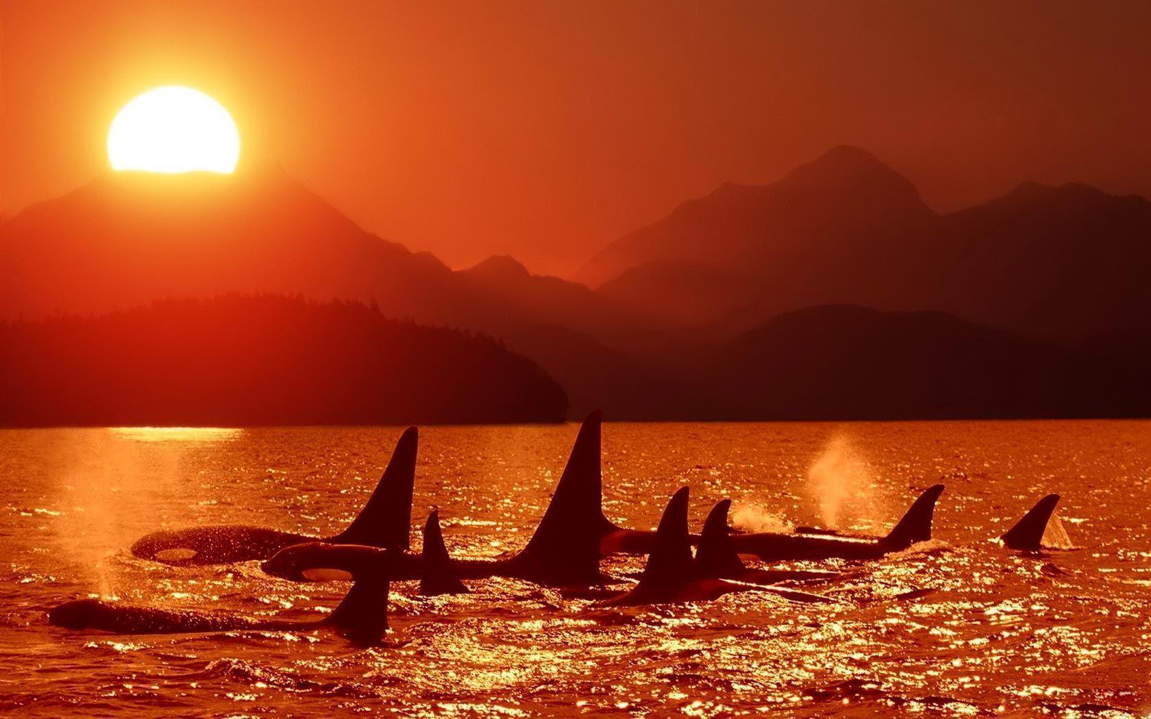 Desktop Wallpaper · Gallery · Animals · Orcas killer whales. Free