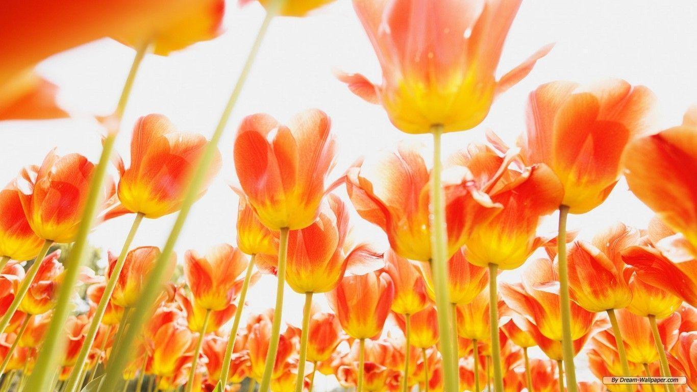 Free Image Flowers Free Flower Tulip HD Desktop Wallpaper X Te