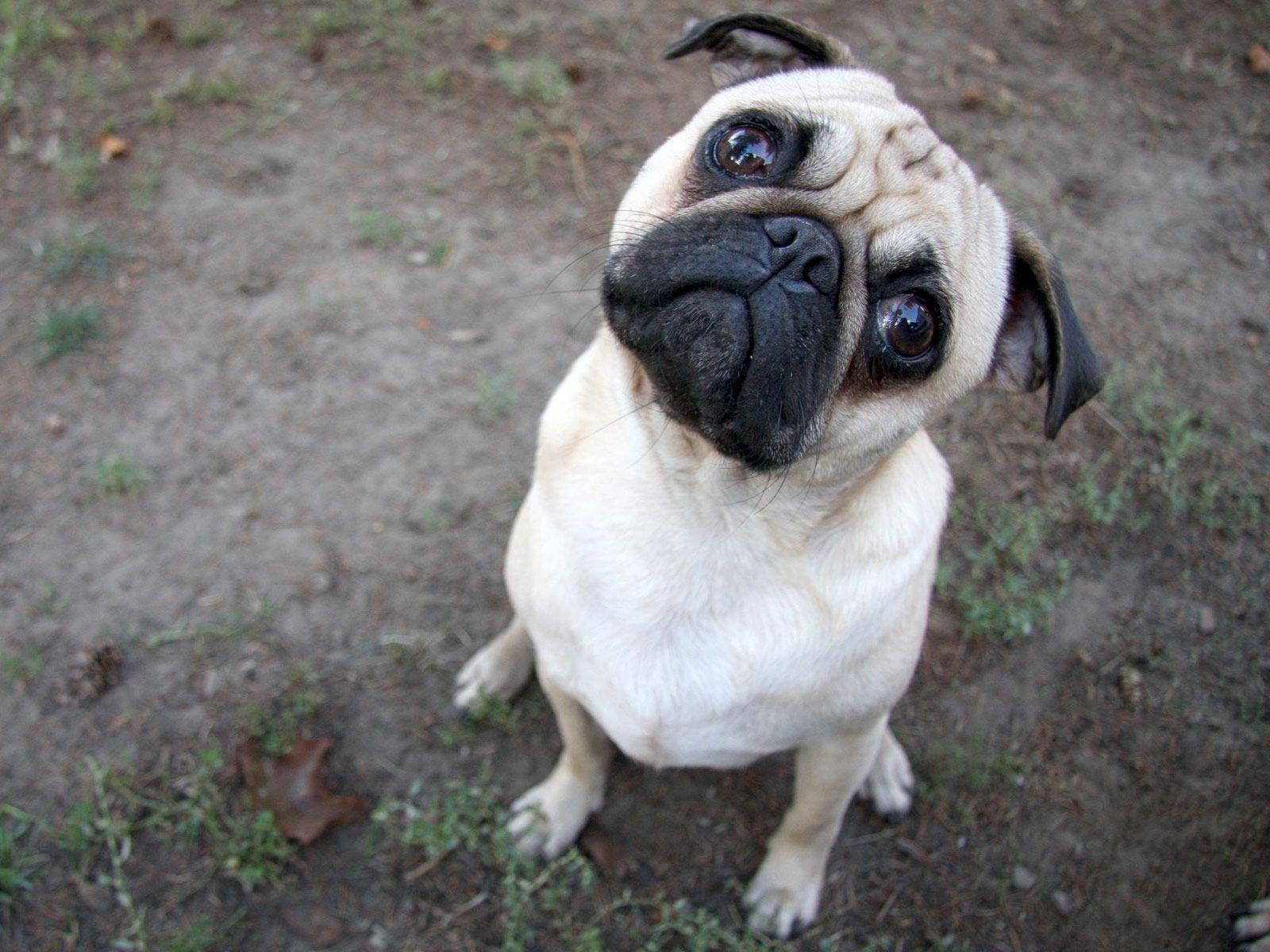 Funny pug dog (1369). Animal Wallpaper Osteotx.com