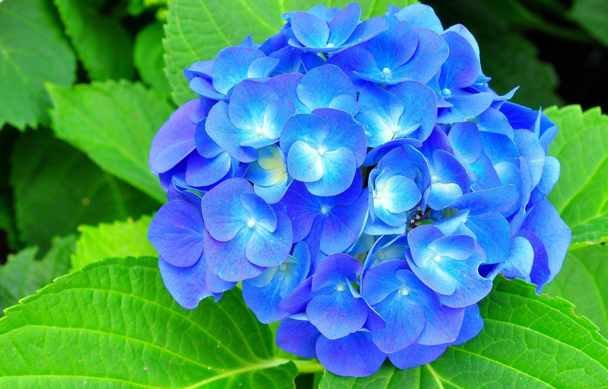 Hd Wallpaper Blue Hydrangea Flowers 700 X 525 72 Kb Jpeg. HD
