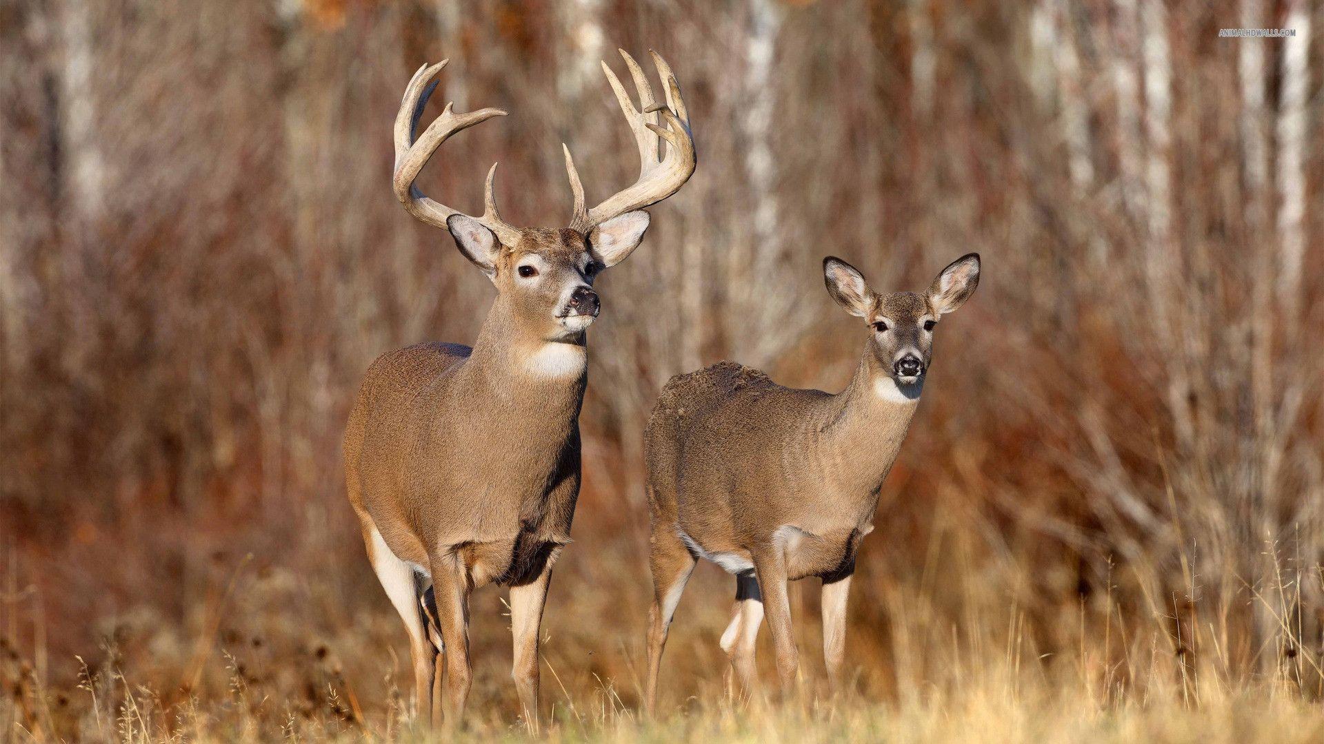 Adult size of white-tailed deer