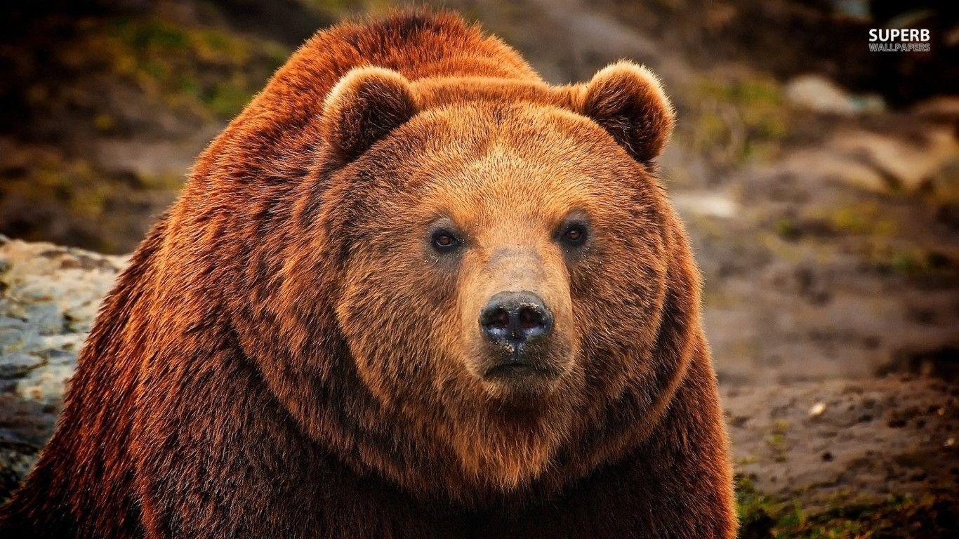 Grizzly bear wallpaper wallpaper - #