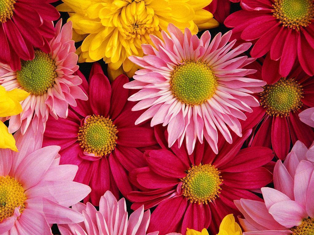 image For > Flower Desktop Background