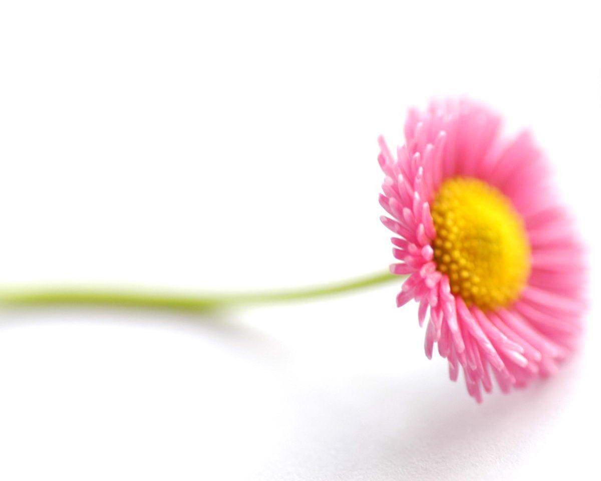 Single Pink And Yellow Daisy Flower Wallpaper 1200x960 px Free